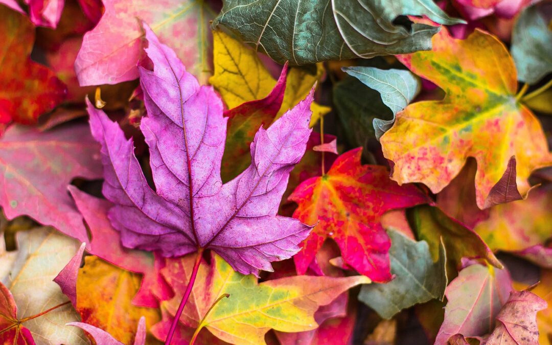 L’Autunno a tavola